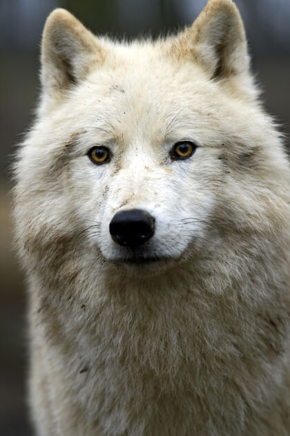 野狗北极狼的画像野生动物动物哺乳动物