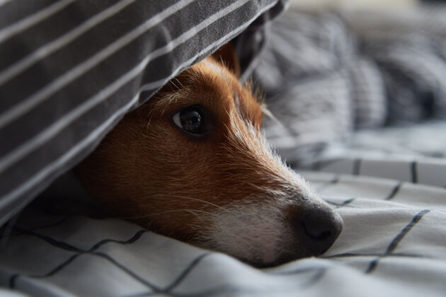 狗把宠物放在床上的毯子下面悲伤的狗在寒冷的天气温暖的画像温暖悲伤年轻