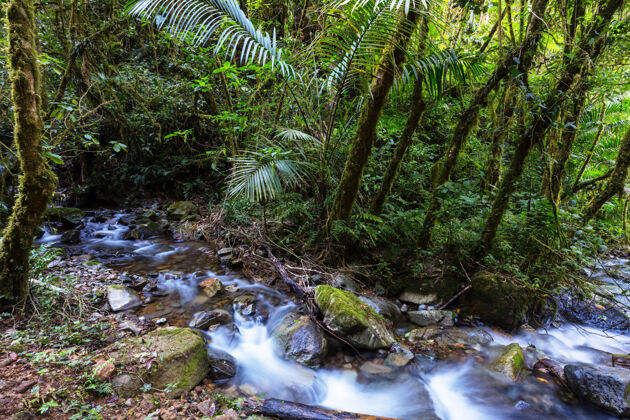 蔬菜美丽的溪水在雨林中流淌哥斯达黎加 中美洲热带田园诗小溪