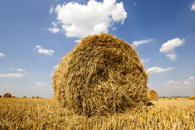 稻草麦片收割时 稻草捆堆在里面草食物乡村