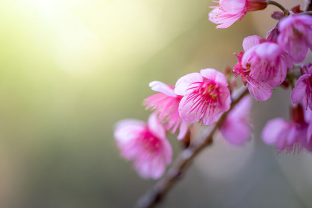 开花樱花盛开在泰国清迈 清净泰国季节