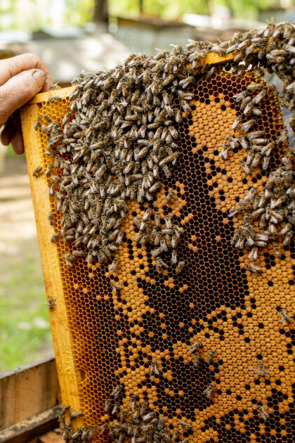 蜂巢养蜂人照顾蜂巢工作忙碌农村