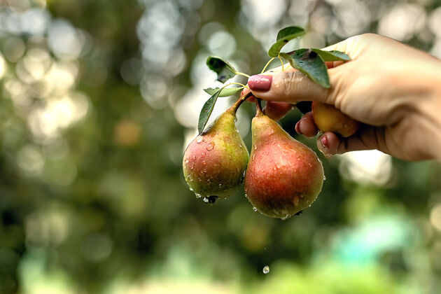 运动一只手拿着两个带叶子的梨梨子的表面有水滴水果泡沫味道