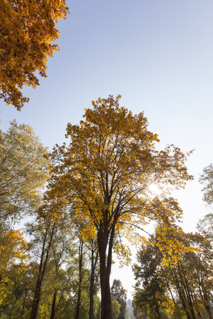 花朵枫树在秋天变黄了多彩环境充满活力