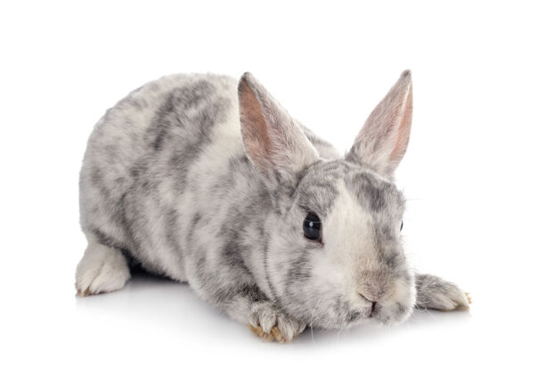 白色背景白色背景前的迷你雷克斯宠物动物兔子