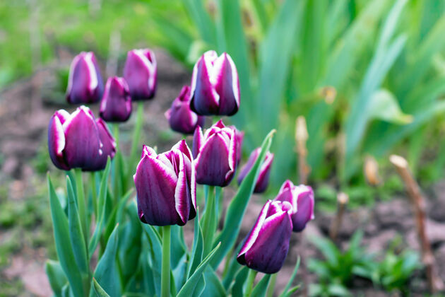 季节紫色郁金香花坛装饰春夏花开美丽开花叶子