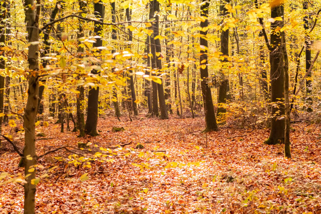 小路秋天的山毛榉林有着美丽的金色树干树阳光