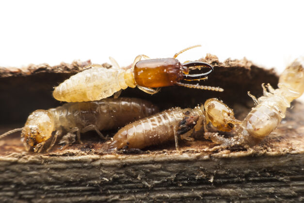 外观白蚁在分解木头麻烦旧棕色