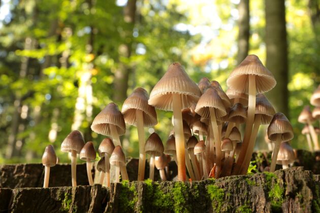 季节树干上的蘑菇家族美丽公园环境