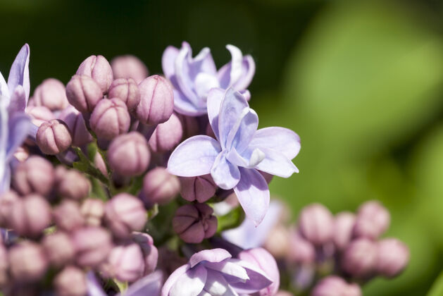 床紫色的花朵和春天紫罗兰色丁香的花蕾自然夏天开花