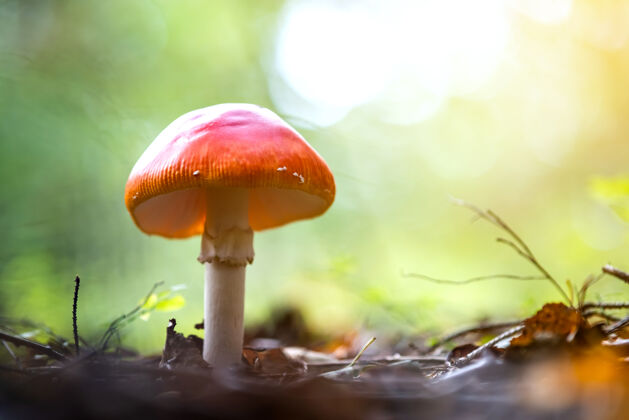 精灵秋天的森林里生长着红蝇木耳毒蘑菇死亡光明茎