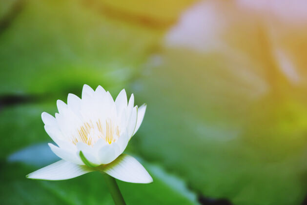 叶美丽的白莲花在湖中盛开 荷花盛开 纯白的荷花开花特写光