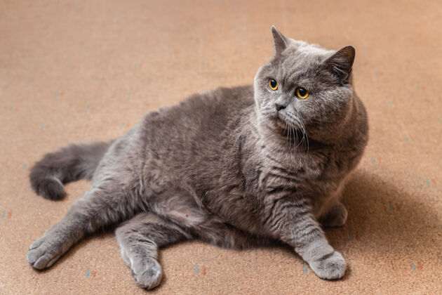 懒惰胖乎乎的英国猫躺在地板上猫爪子漂亮