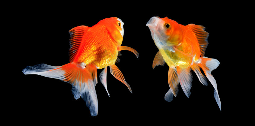 橙色金鱼离黑水生金色游泳