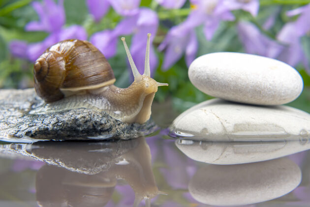花蜗牛从石头爬到石头上石贝类还有无脊椎动物天线特写小