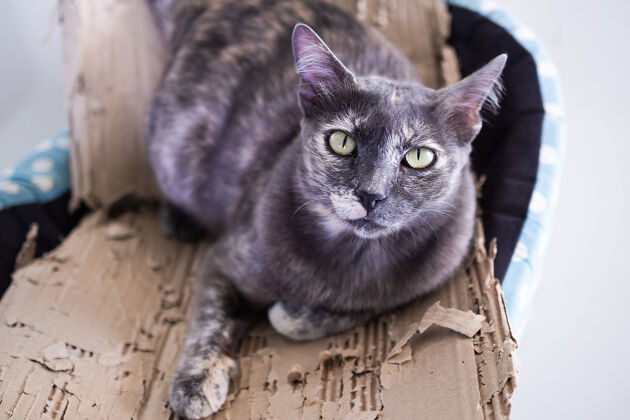 脸正宗的灰色条纹纸盒子猫可爱的家畜猫哺乳动物灰色