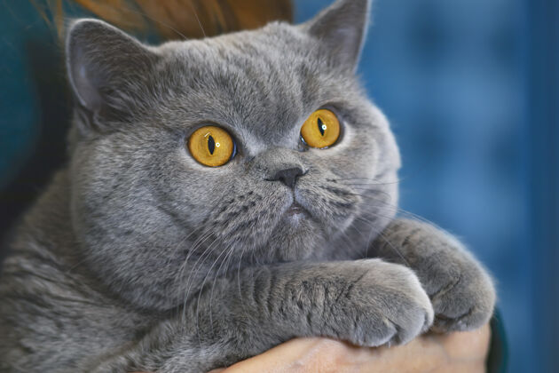美丽严肃的猫特写镜头 在它的怀抱里所有者肖像有着橙色眼睛的苏格兰折叠猫的宠物鼻子胡须表情