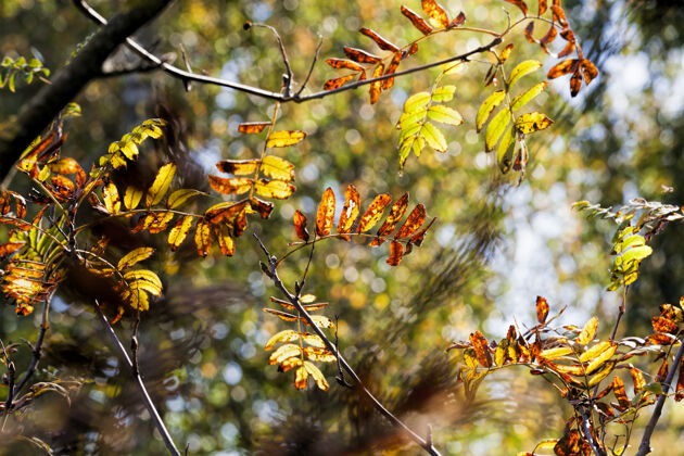 落叶秋天森林里五彩缤纷的落叶树树自然环境爱