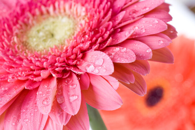 滴用水滴特写粉色雏菊非洲菊单露珠生长