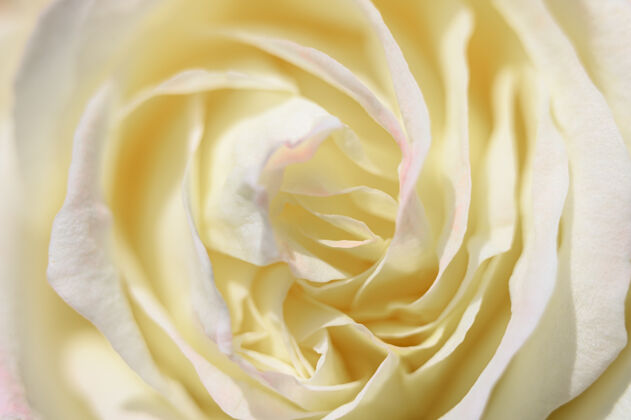无人白黄色玫瑰花盛开绽放花瓣玫瑰特写顶视图颜色玫瑰