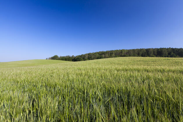 栽培绿色黑麦生长的农田农业农学有机农业
