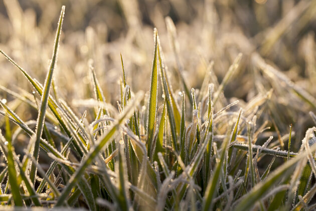 白霜冬天种植的小麦覆盖着冰晶和霜冻植物雪农业