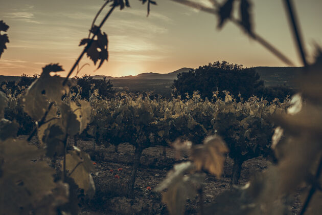 景观葡萄园排在西班牙的惠斯卡省自然葡萄酒葡萄