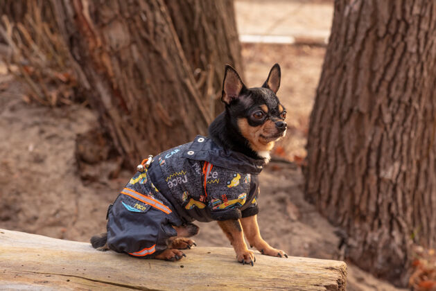 服装穿衣服的狗走路可爱吉娃娃狗在户外毛衣.狗在冬天或秋天哺乳动物宠物肖像