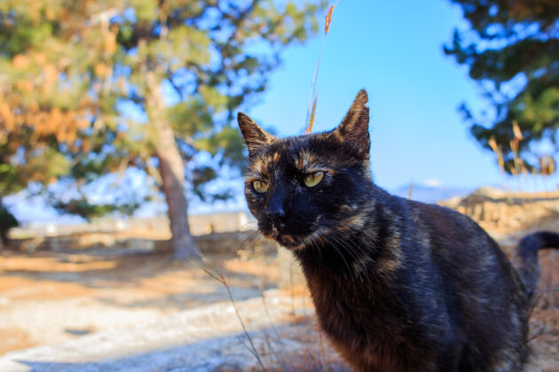 毛茸茸的一只无家可归的黑猫的画像 对着镜头看自然衣领头发
