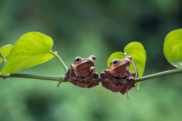 可爱婆罗洲树蛙在树枝上动物野生宏摄影