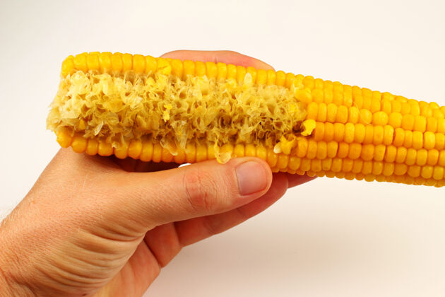 作物白面上手咬的煮玉米整个素食咬
