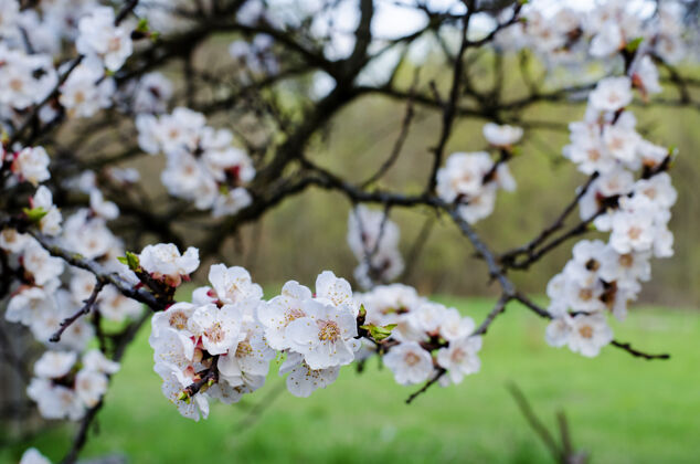 植物学杏树春天开花水果开花杏