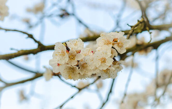 花园杏树春天开花新鲜特写雄蕊