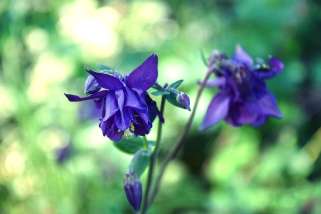 特写春天花园里的紫薇花季节花花