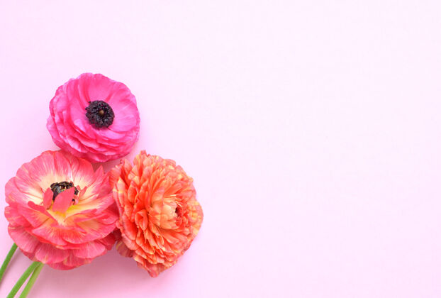 灯光美丽的花束五颜六色的毛茛花在粉红色的表面假日花朵花束