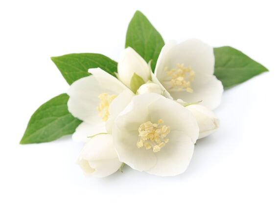 花瓣白色茉莉花隔离在白色叶子农业树枝