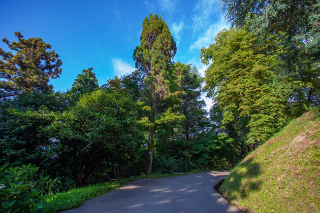 木美丽的巴统植物园位于巴统附近 格鲁吉亚阿贾拉地区植物树叶常绿