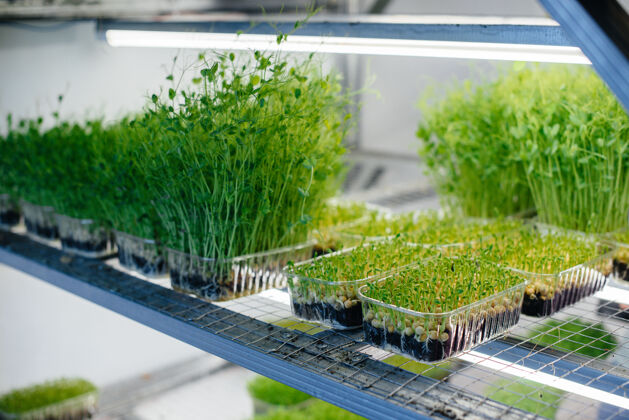 幼苗多汁的嫩芽微绿在温室里生长 种子健康食用素食有机温室