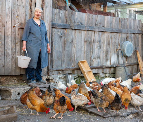 家禽在养鸡场工作的女人自然家畜棕色