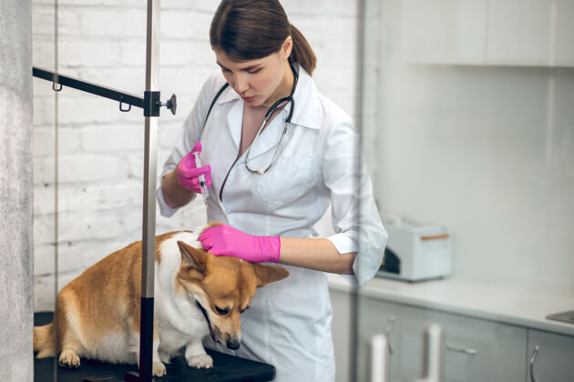 健康接种疫苗女性兽医给狗打针保护注射器疫苗
