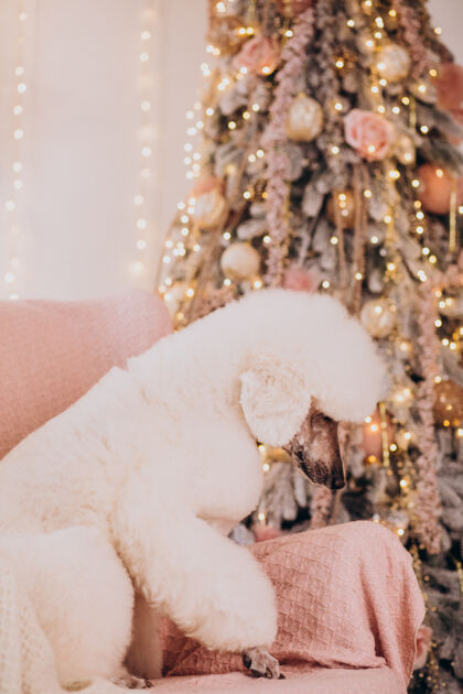 美丽的动物坐在圣诞树旁的白色卷毛狗狗小狗狗