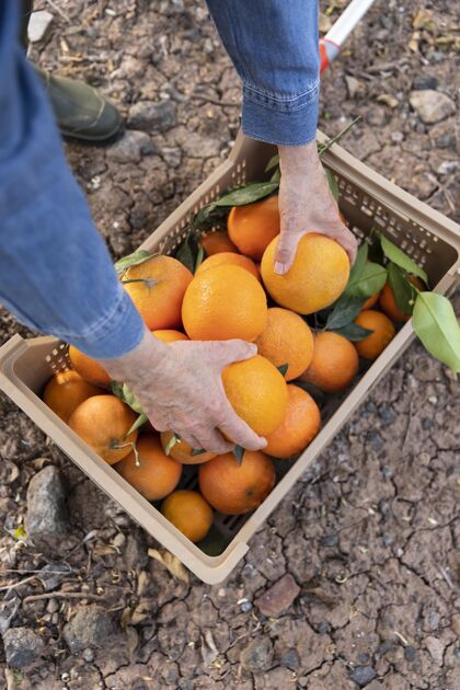 有机用装满橙子的盒子作曲食物水果生长