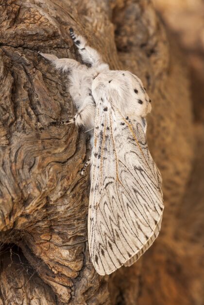 翅膀垂直特写一个白蜡树树皮在阳光下与模糊的背景生物幼虫昆虫