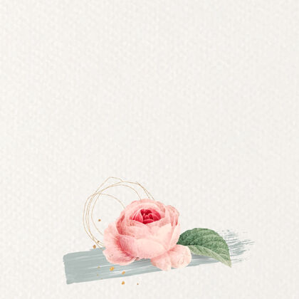 笔划空白粉红玫瑰背景花开花年份