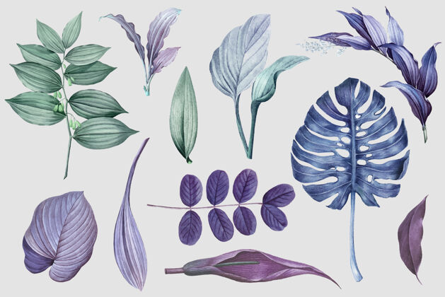 森林紫叶系列各种自然热带