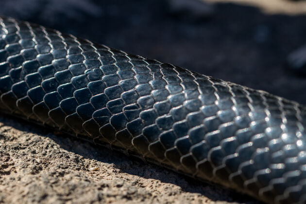 野生特写镜头的皮肤和鳞片的黑色西方鞭蛇捕食者动物群爬行动物