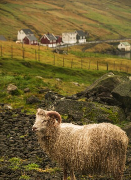 草地白天牧场上一只白羊的垂直镜头景观羊幼年