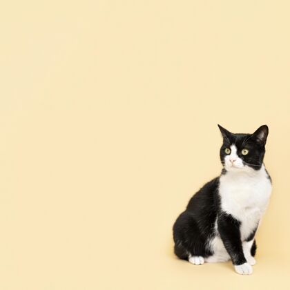 哺乳動物可愛的黑白貓咪 身后有一面單色的墻動物可愛姿勢