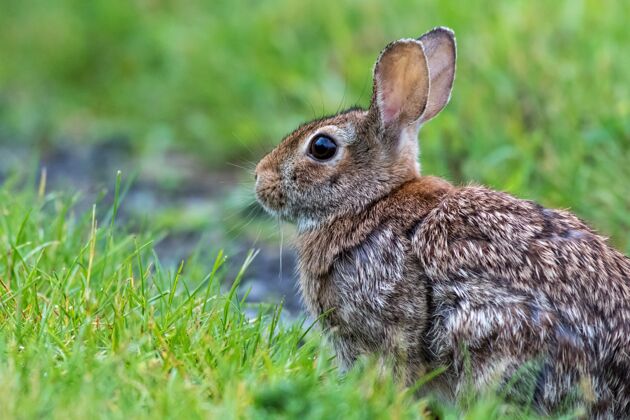 草地绿野上一只东方棉尾兔的选择性聚焦镜头野生生态兔子