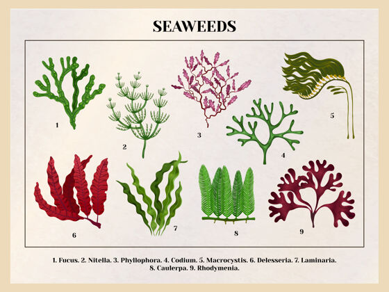 绿色海藻收藏植物教化图带红棕绿藻种复古收集海藻植物